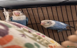 Lovebirds birds for sale: Pair of Lovebirds - Image 2