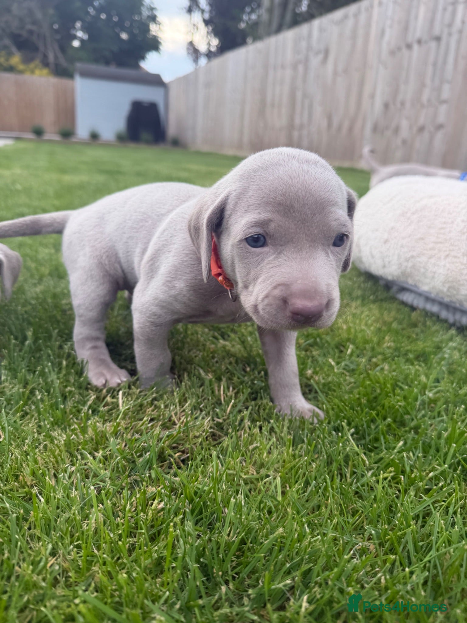 Weimaraner dogs Weimaraner Puppies, 1 girl & 2 boys  - Advert 1