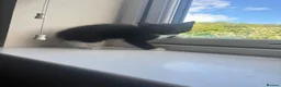 Russian Blue cats for sale: Russian blue x Maine coon kittens 8 weeks old in Skelmorlie - Advert 10
