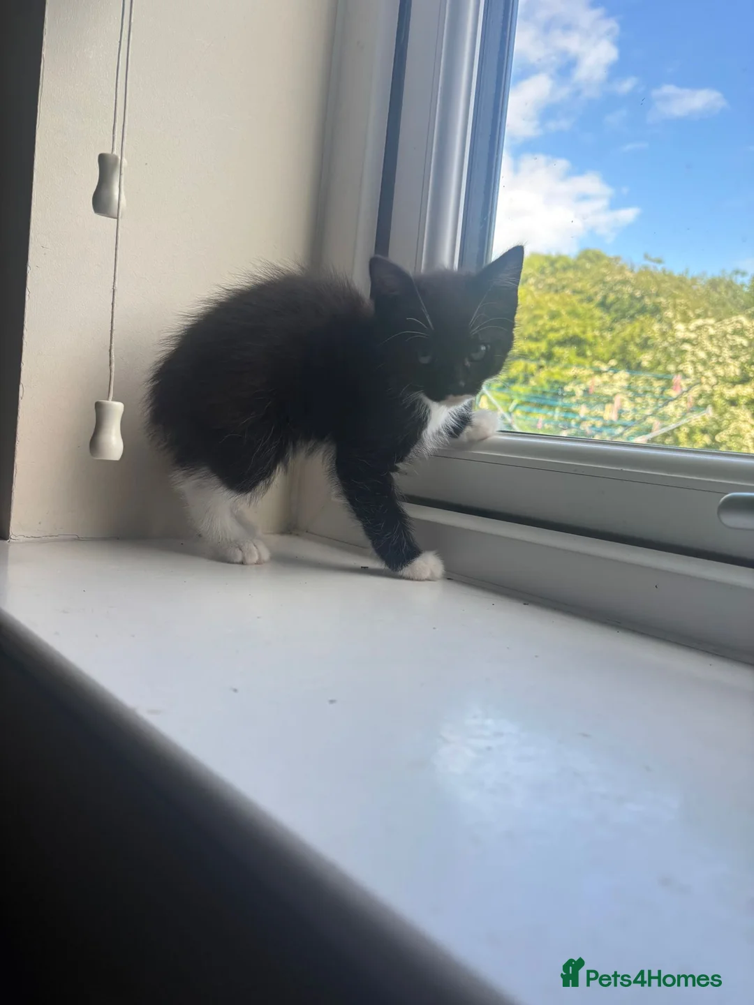 Russian Blue cats for sale: Russian blue x Maine coon kittens 8 weeks old in Skelmorlie - Advert 10