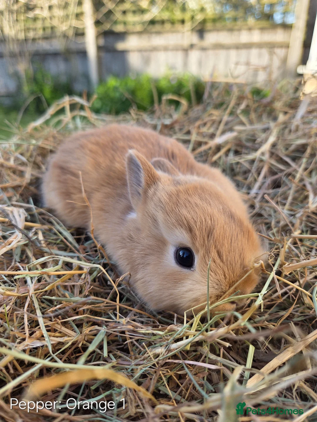 Netherland Dwarf rabbits for sale: Purebred Netherland Dwarf - Advert 2
