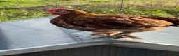 Chickens poultry for sale: Mixed selection of hybrids  in Southampton - Advert 11
