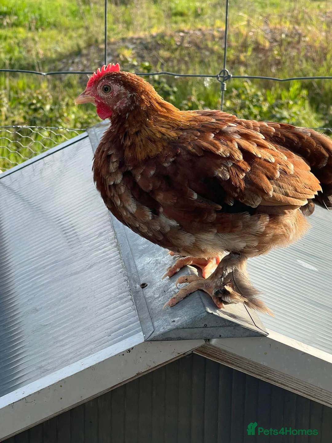 Chickens poultry for sale: Mixed selection of hybrids  in Southampton - Advert 11