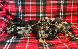 Dachshund dogs for sale: Pedigree Dachshund puppies PRA clear health tested - Image 1