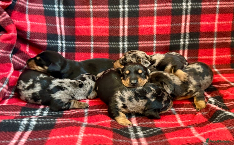 Dachshund dogs - Advert 3