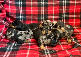 Dachshund dogs - Advert 4