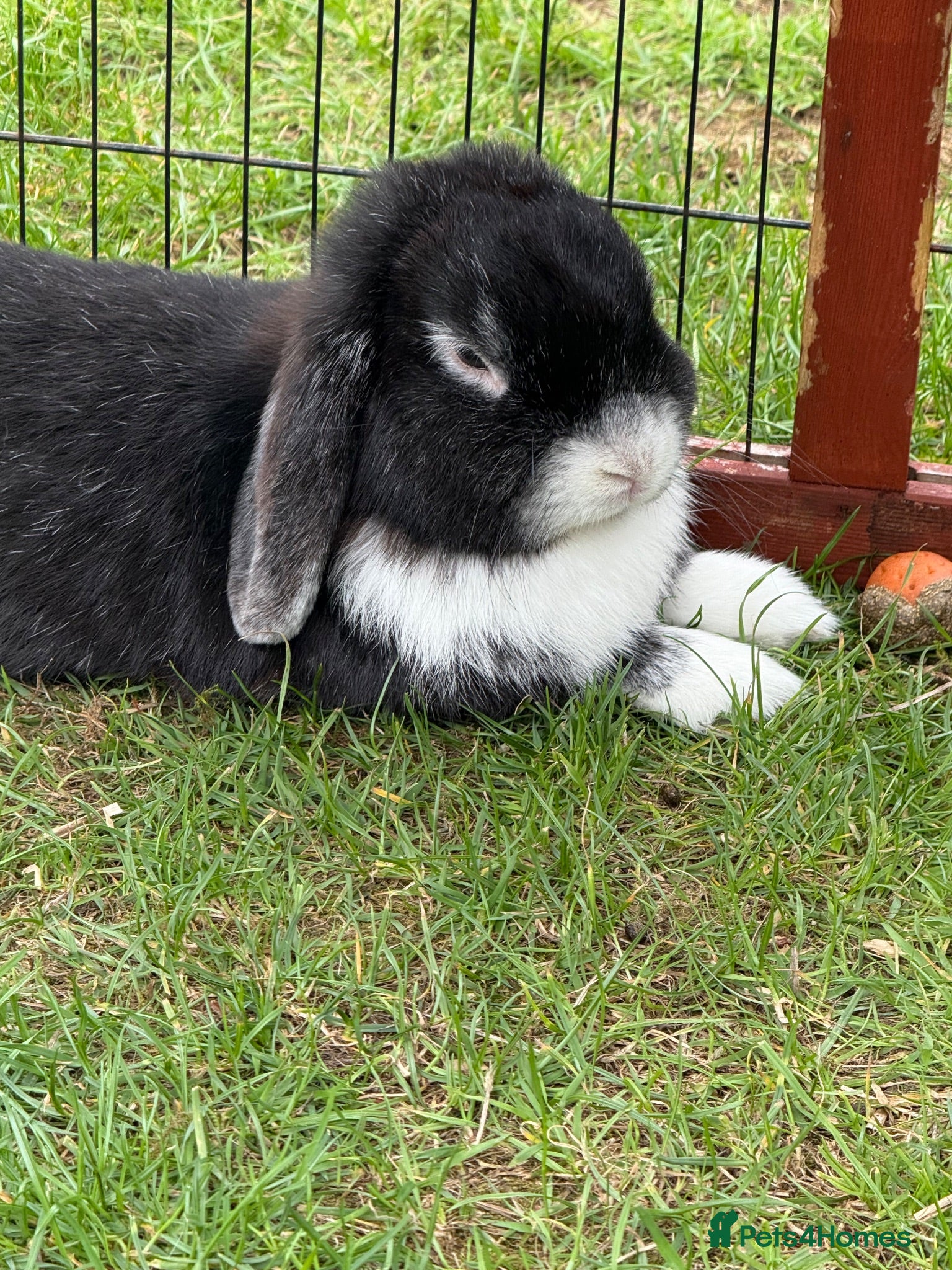 Mini Lop rabbits Mini lop ear rabbit - Advert 1
