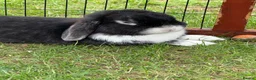 Mini Lop rabbits for sale: Mini lop ear rabbit - Advert 1
