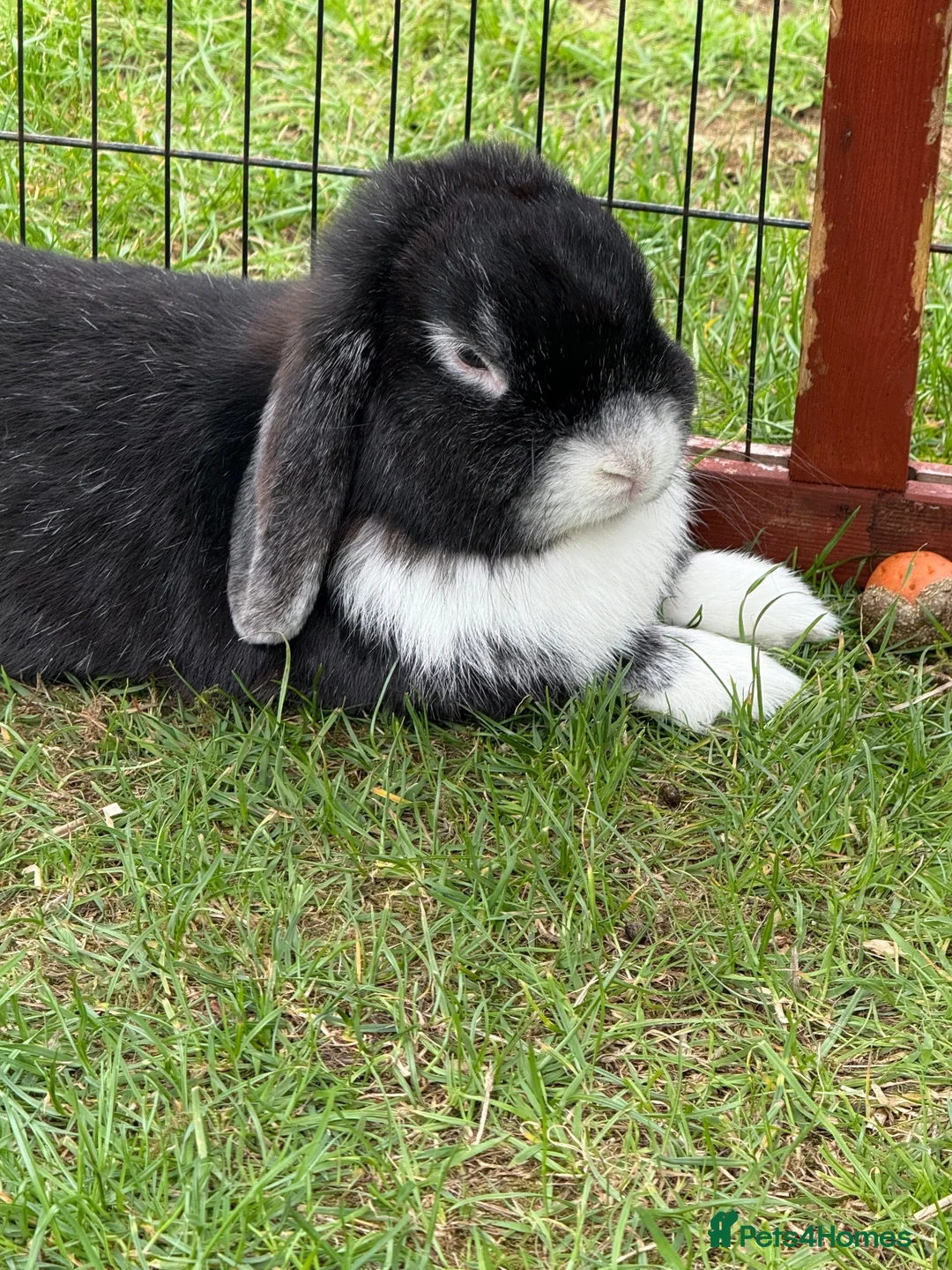 Mini Lop rabbits for sale: Mini lop ear rabbit - Advert 1