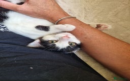 Mixed Breed cats for sale: 1 girl left of litter, ready for new home.  - Image 5