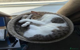 Mixed Breed cats for adoption: Female Indoor Cat for Adoption in Carshalton - Image 16