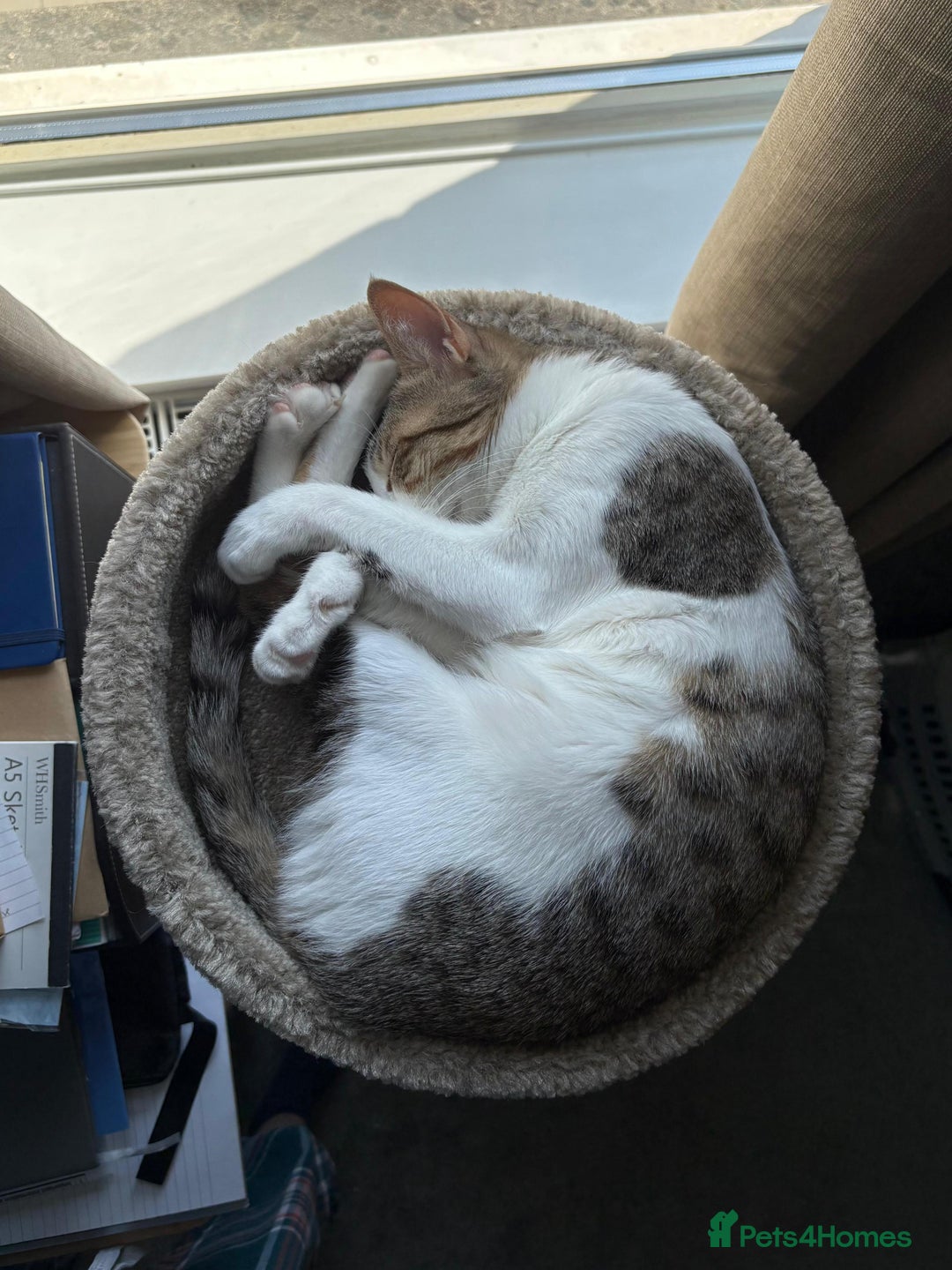 Mixed Breed cats for adoption: Female Indoor Cat for Adoption in Carshalton - Image 16