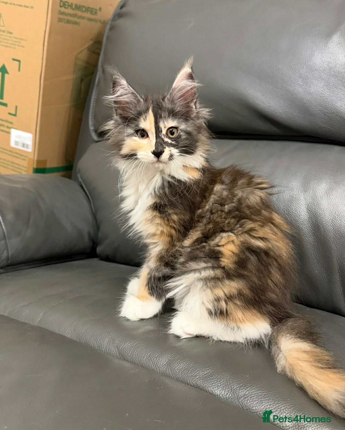 Maine Coon cats BEAUTIFUL GIRLS MAINE COON KITTENS AVAILABLE NOW🐱 - Advert 7