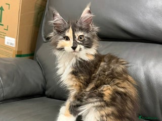 Maine Coon cats BEAUTIFUL GIRLS MAINE COON KITTENS AVAILABLE NOW🐱 - Advert 7