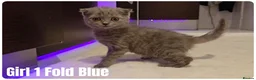 Scottish Fold cats for sale: Scottish Fold & Scottish Straight Kittens  🐾 - Advert 17
