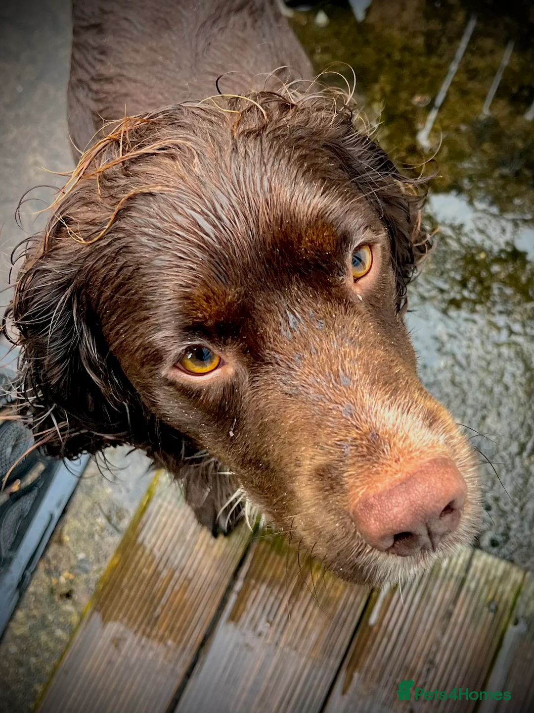 Sprocker dogs for stud: Health tested sprocker for stud in Shrewsbury - Advert 24