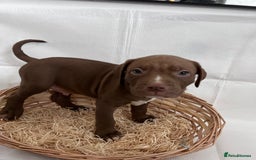 American Bully dogs for sale:  Medium Bully Puppies–XL are banned, these are NOT - Image 4