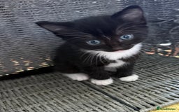 British Shorthair cats for sale: 4 kittens  - Image 6