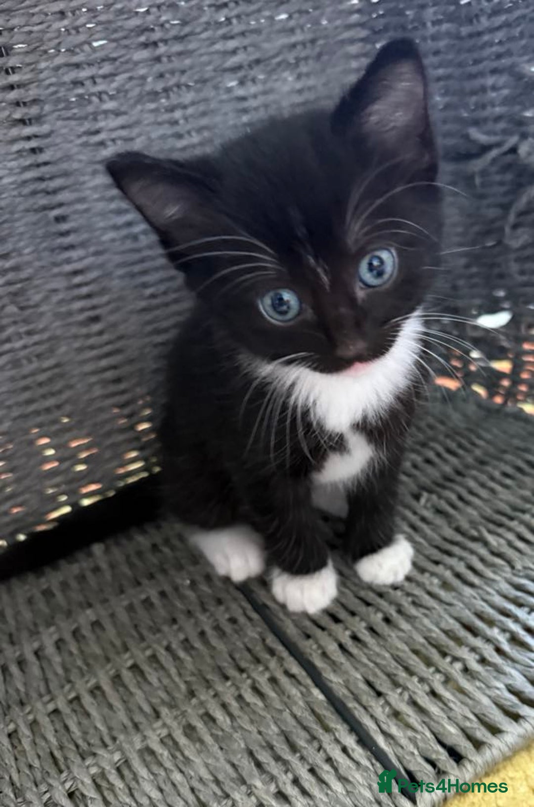 British Shorthair cats for sale: 4 kittens  - Image 6
