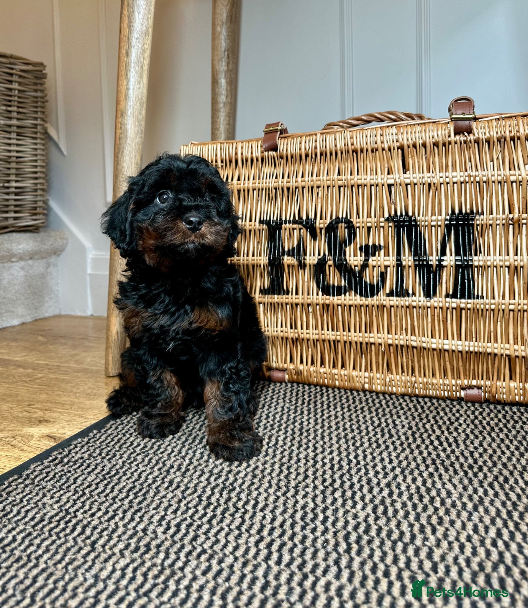 Cavapoo dogs Adorable Cavapoo puppies. Health tested Parent.  - Advert 2