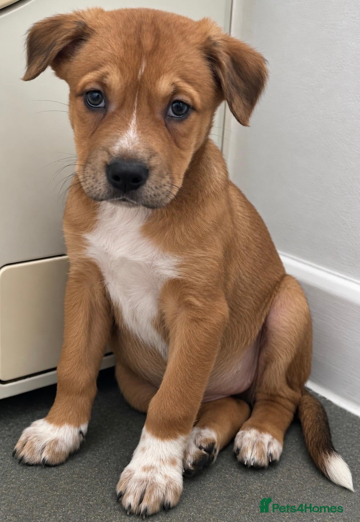 Mixed Breed dogs 💗 Last Little Girl Ready to Leave Thursday - £500 - Advert 17