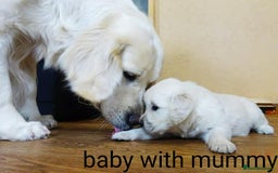 Golden Retriever dogs for sale: golden retriever  - Image 6