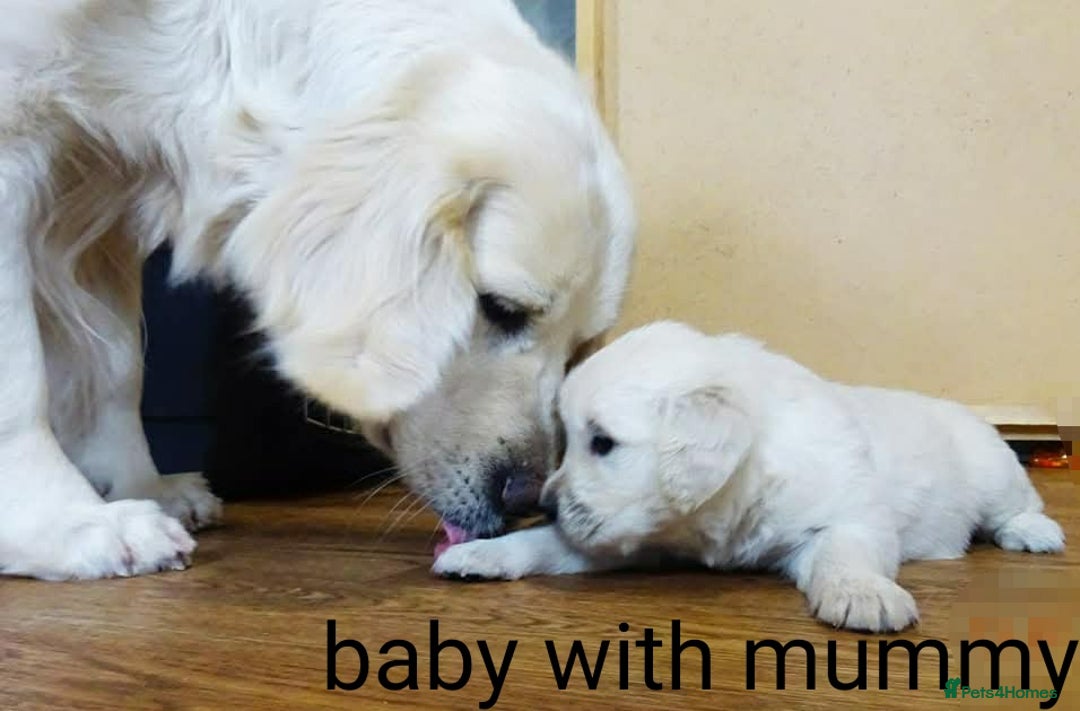 Golden Retriever dogs for sale: golden retriever  - Image 6