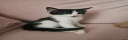 Mixed Breed cats for sale: Kittens - Advert 8