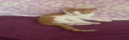 Mixed Breed cats for sale: READY NOW in Orpington - Advert 3