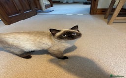 Ragdoll cats for sale: Beautiful Ragdoll Ready to Go - Image 1