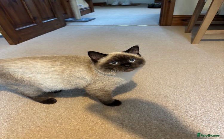 Ragdoll cats - Advert 5