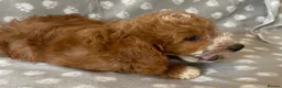 Cockapoo dogs for sale: Beautiful cockerpoo pups - Advert 24