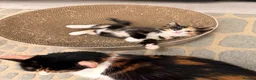Mixed Breed cats for sale: Calico in Hounslow - Advert 3