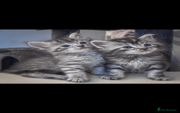 Maine Coon cats for sale: Full breed Mainecoon kittens ready 29th September  - Image 5
