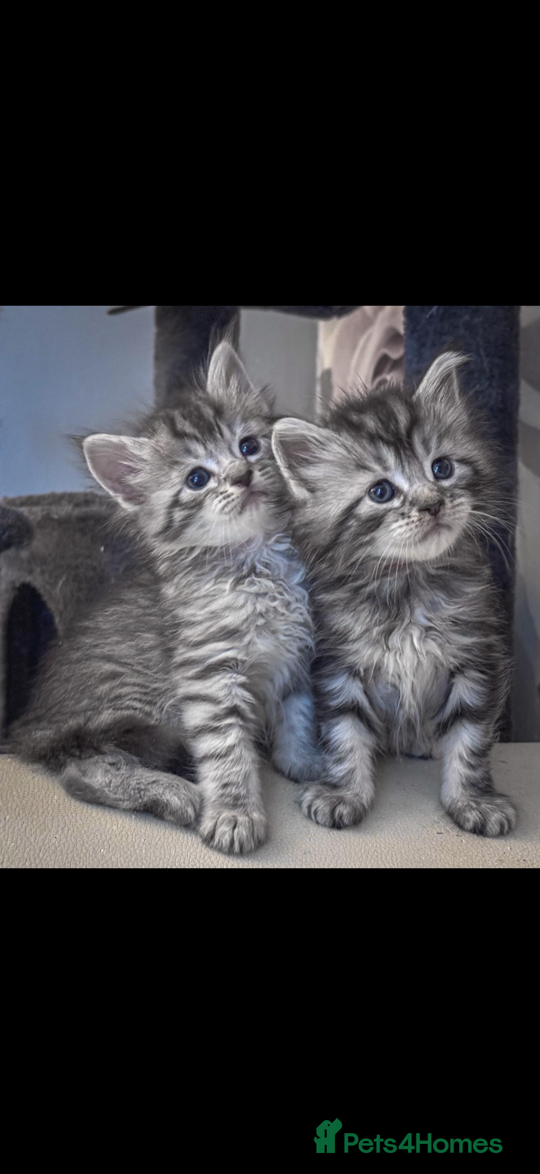 Maine Coon cats for sale: Full breed Mainecoon kittens ready 29th September  - Image 5