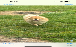 Pomeranian dogs for sale: Looking for homes  - Image 5