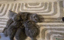 British Shorthair cats for sale: British shorthair  - Image 1
