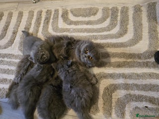 British Shorthair cats for sale - Advert 1