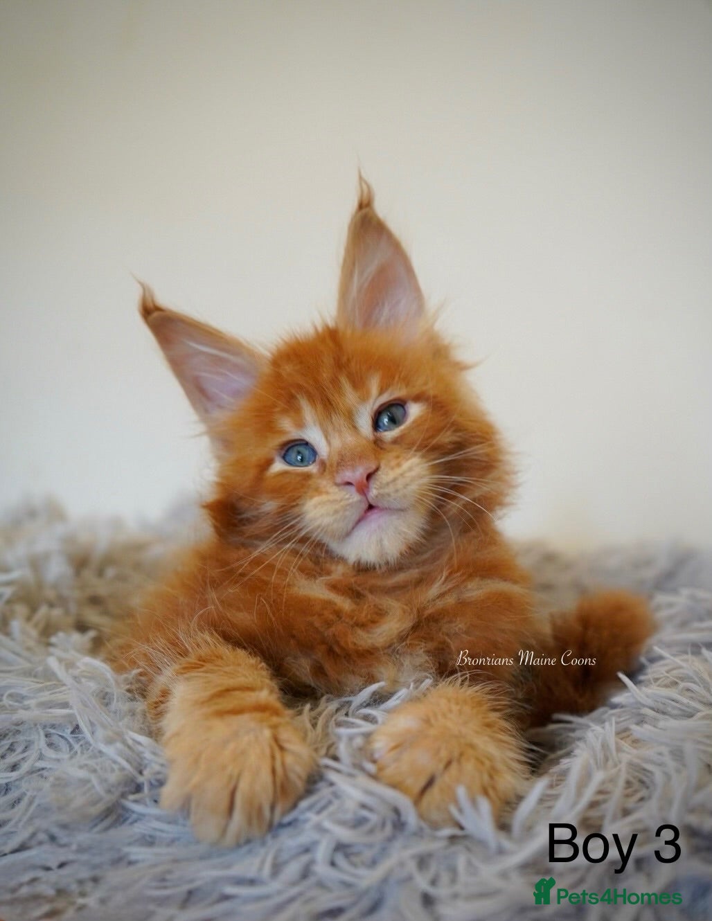 Maine Coon cats SHOW QUALITY GCCF MAINE COON KITTENS - Advert 18