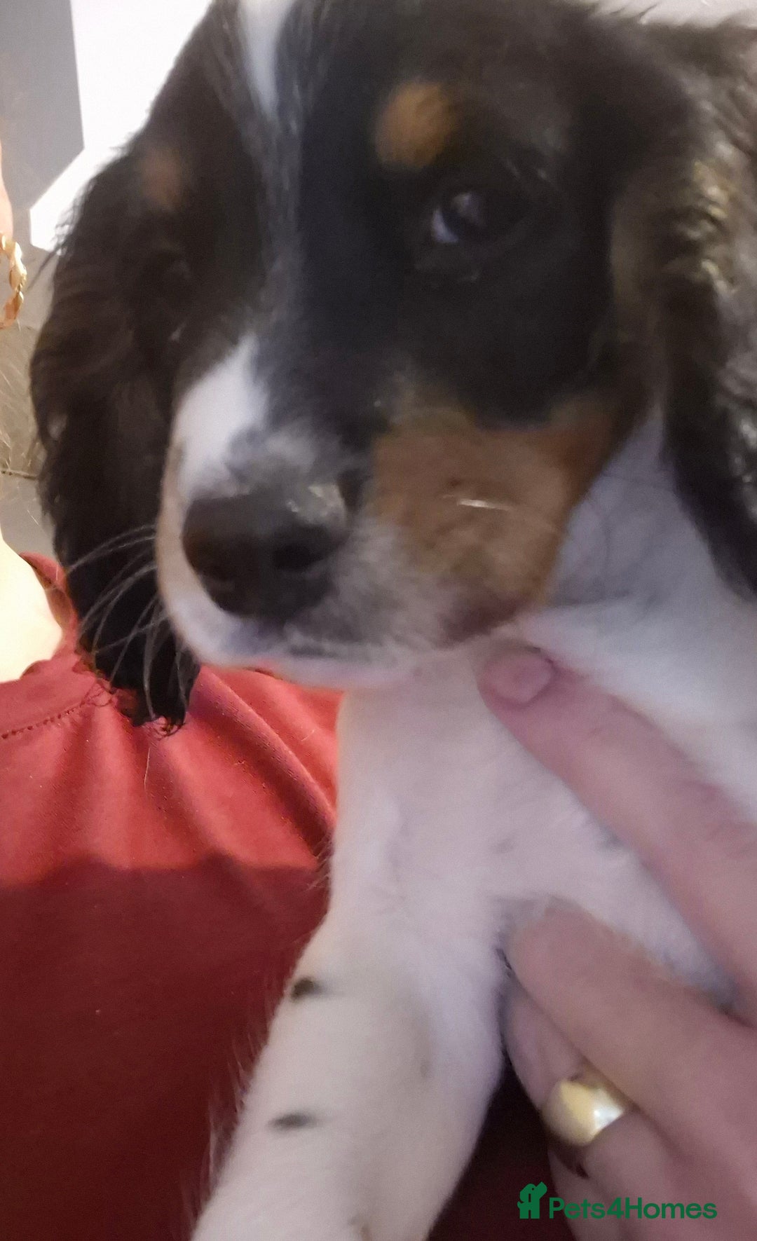Cocker Spaniel dogs for sale: Working cocker spaniel  - Image 3