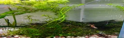 Other/Mixed Breed fish for sale: Working aquarium  in Waltham Abbey - Advert 6