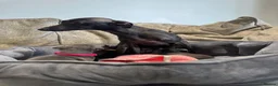 Italian Greyhound dogs for sale: 🏡 KC Italian greyhound puppies for sale 🏡 - Advert 6