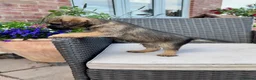 Border Terrier dogs for sale: Pedigree K C Reg Border Terrier Puppies for sale in Derby - Advert 9