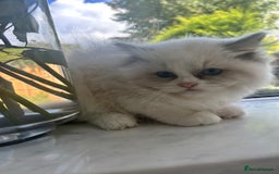 Ragdoll cats for sale: Chunky Kittens Available  - Image 11