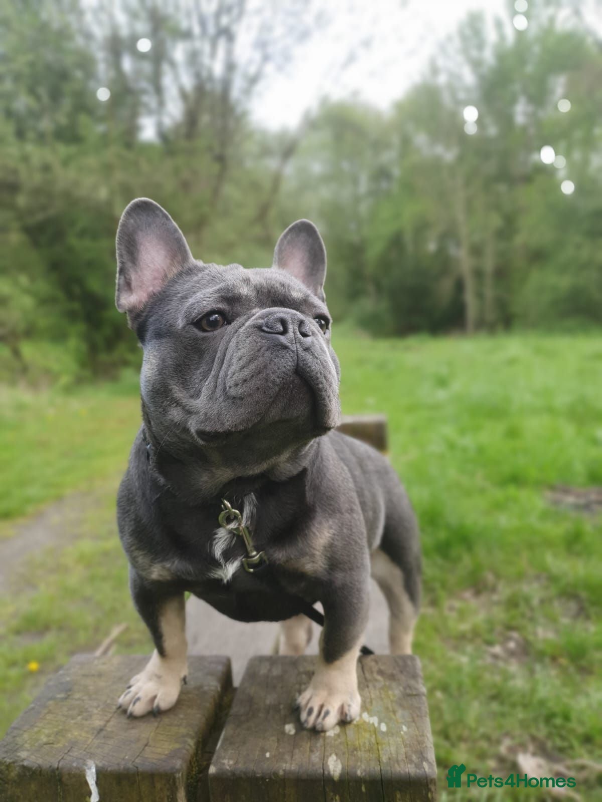 French Bulldog dogs Stunning Male Blue Tan Frenchie  - Advert 1