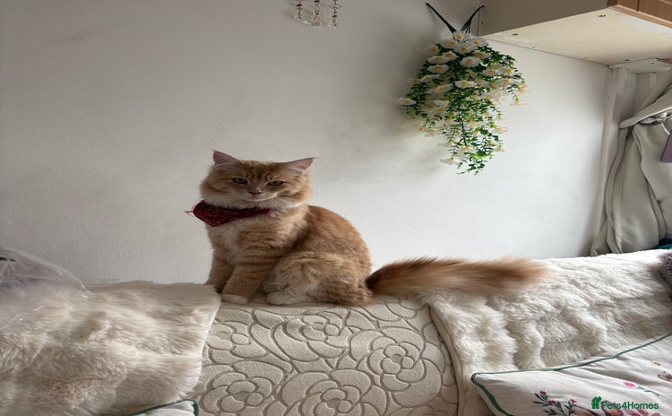 Maine Coon cats - Advert 13