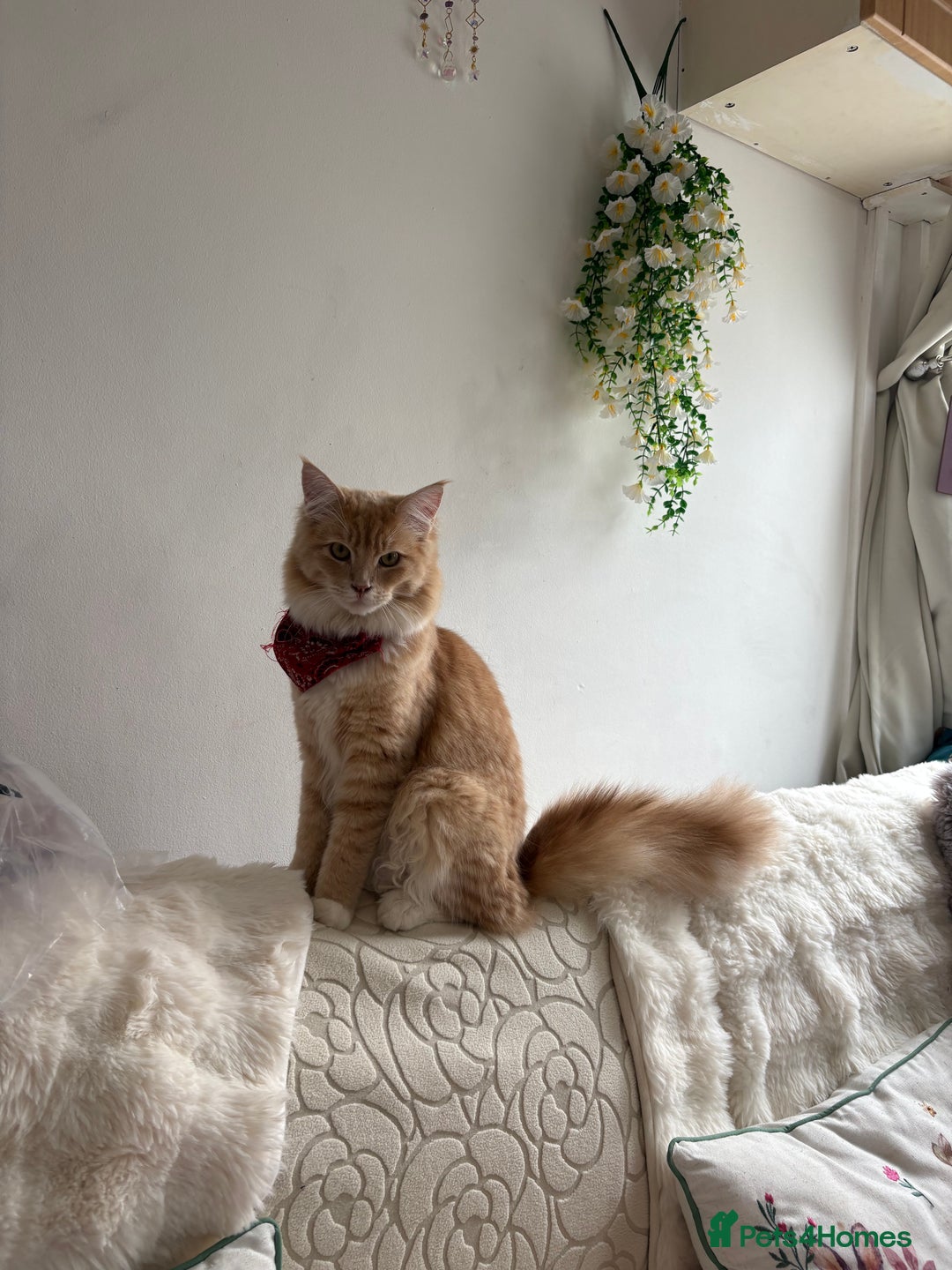 Maine Coon cats for sale: Maincoon x ragdoll 8M final price - Image 1