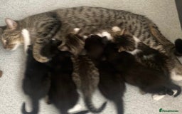 Mixed Breed cats for sale: 6 kittens for sale - Image 1