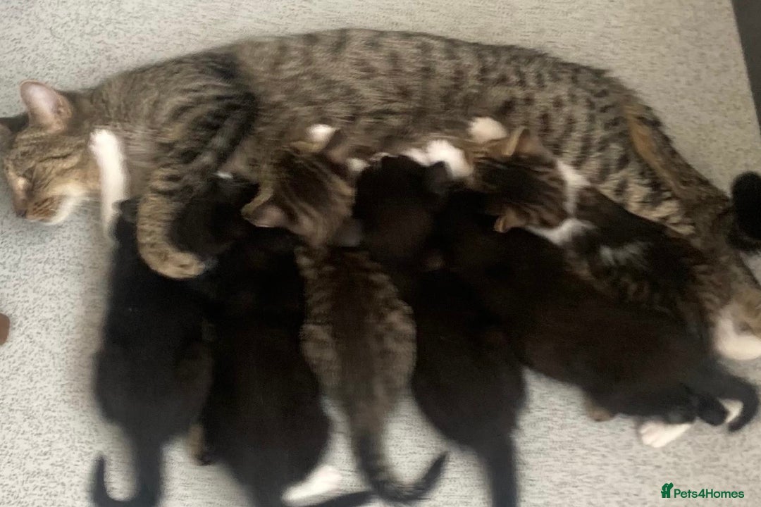 Mixed Breed cats for sale: 6 kittens for sale - Image 1