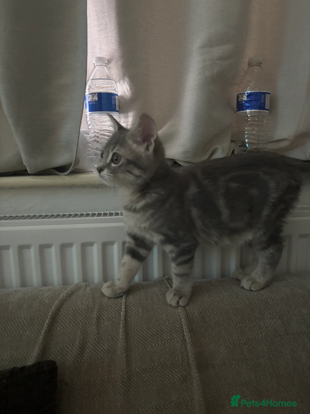 Mixed Breed cats for sale: female kitten for sale  - Advert 4